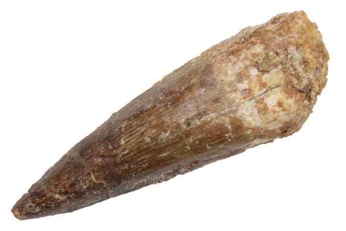 Fossil Spinosaurus Tooth - Real Dinosaur Tooth #225520